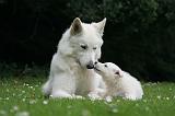 BERGER BLANC SUISSE - ADULTS ET PUPPIES 064